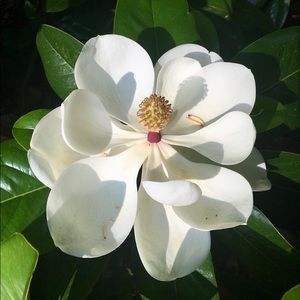 Meet your Posher, Janice